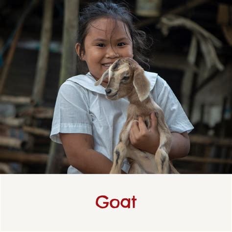 donate a chicken or goat|Give A goat or chicken for sustainability .